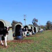 Rapid-Plas-Calf-Shelter-liveshot1-180x180